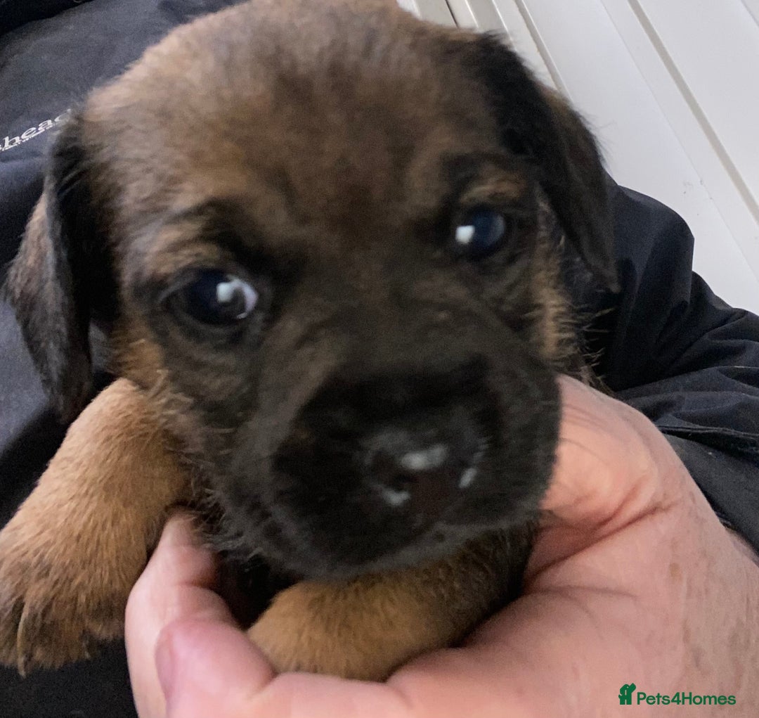 Border Terrier dogs for sale: KCReg Border Terrier pups for sale - Advert 2