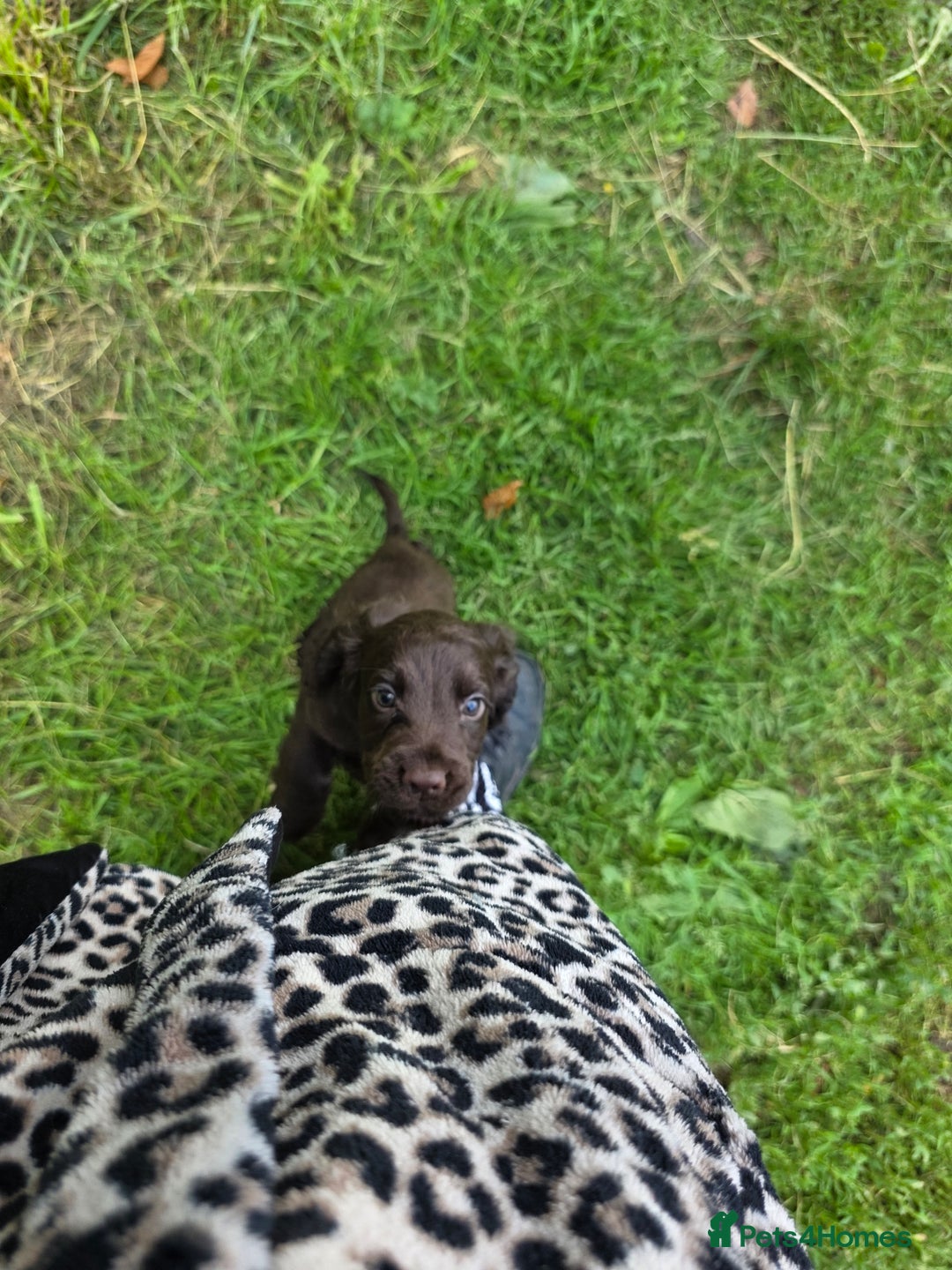 Cocker Spaniel dogs for sale: REDUCED 1 KC reg BOY READY NOW - Image 4
