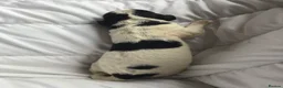 Newfypoo dogs for sale: Rare Newfypoo Puppies.  Stunning colors - Advert 21