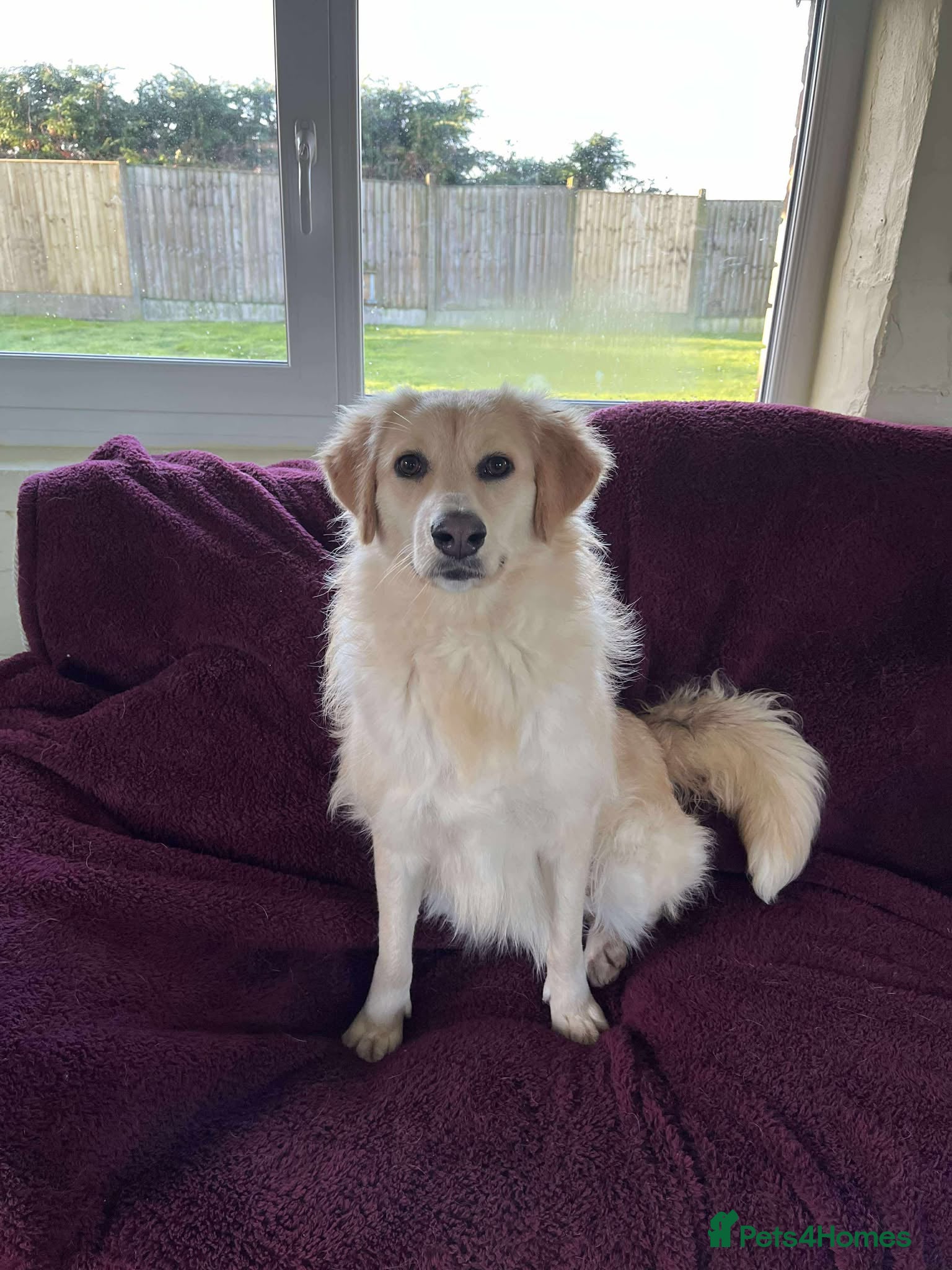 Mixed Breed dogs PERDY - Advert 16