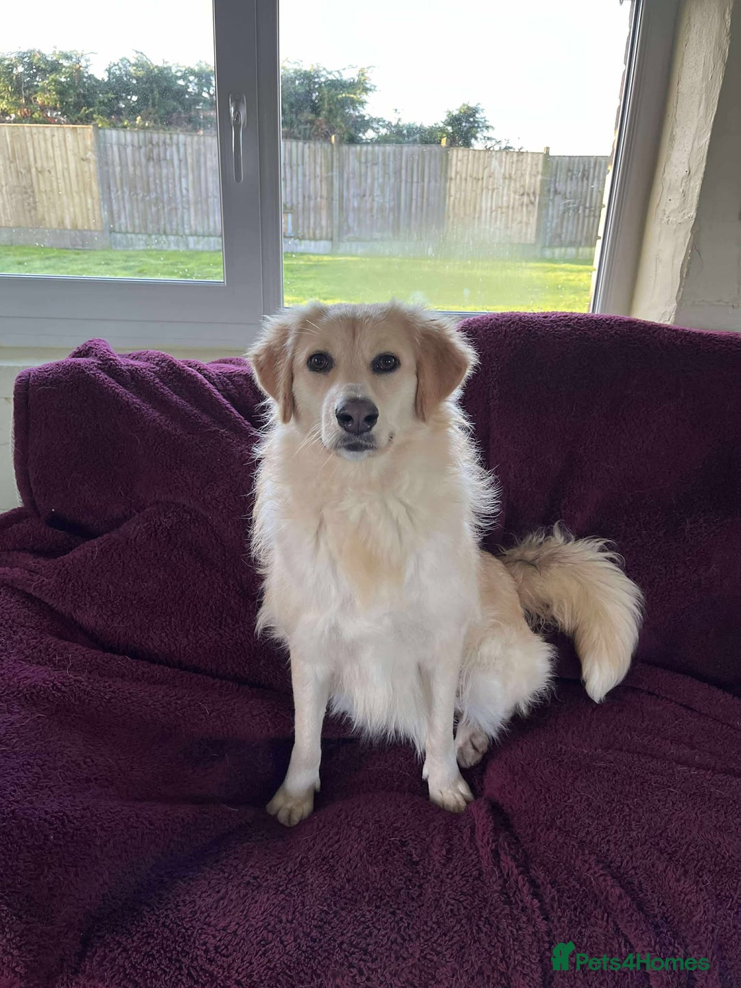 Mixed Breed dogs for adoption: PERDY - Advert 1