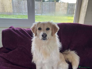 Mixed Breed dogs PERDY - Advert 1