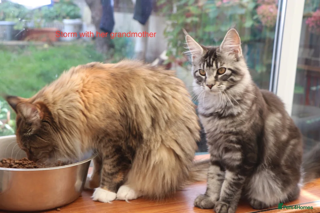 Maine Coon cats for sale: TICA registered, parents DNA tested negative - Advert 2