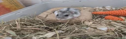 Hamster rodents for sale: Russian dwarf rehome 🤍 (look in description)  in Selby - Advert 1