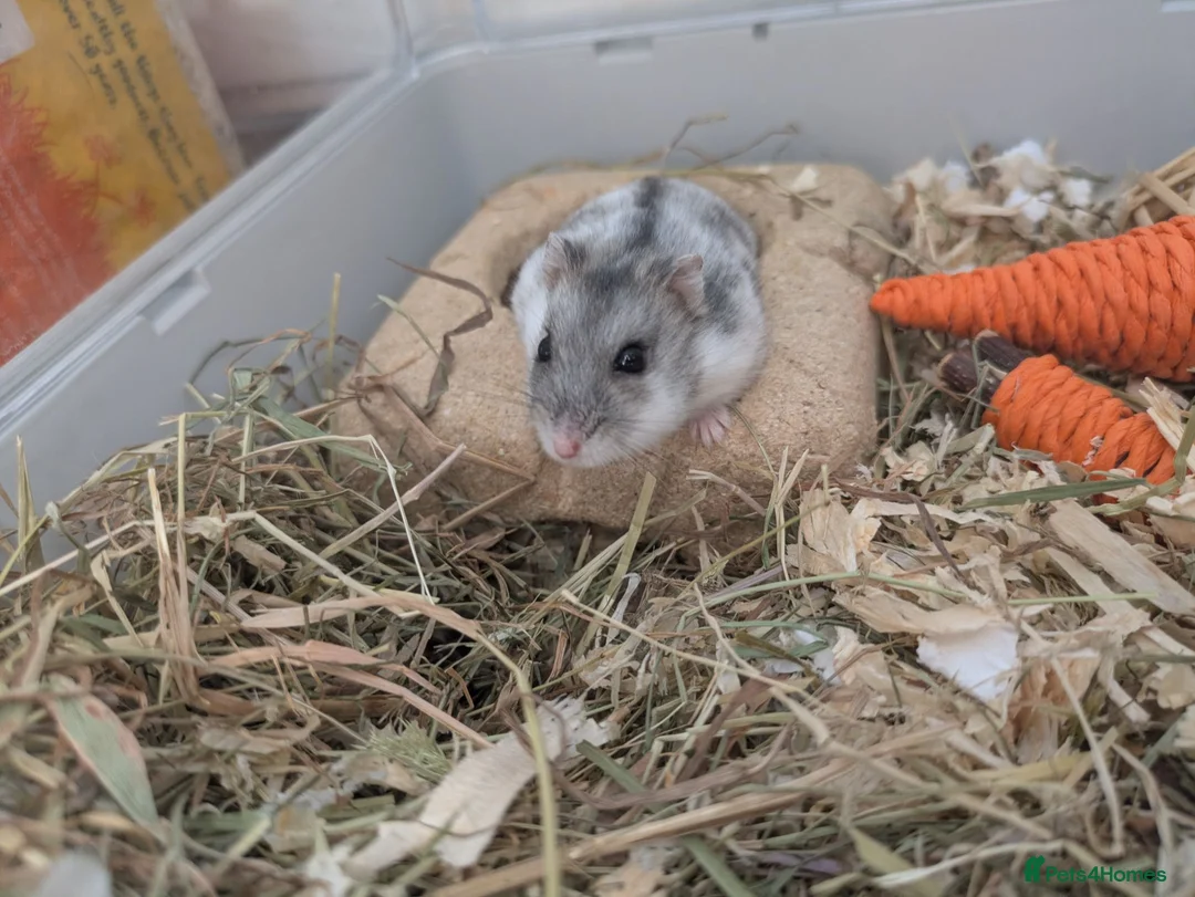 Hamster rodents for sale: Russian dwarf rehome 🤍 (look in description)  in Selby - Advert 1