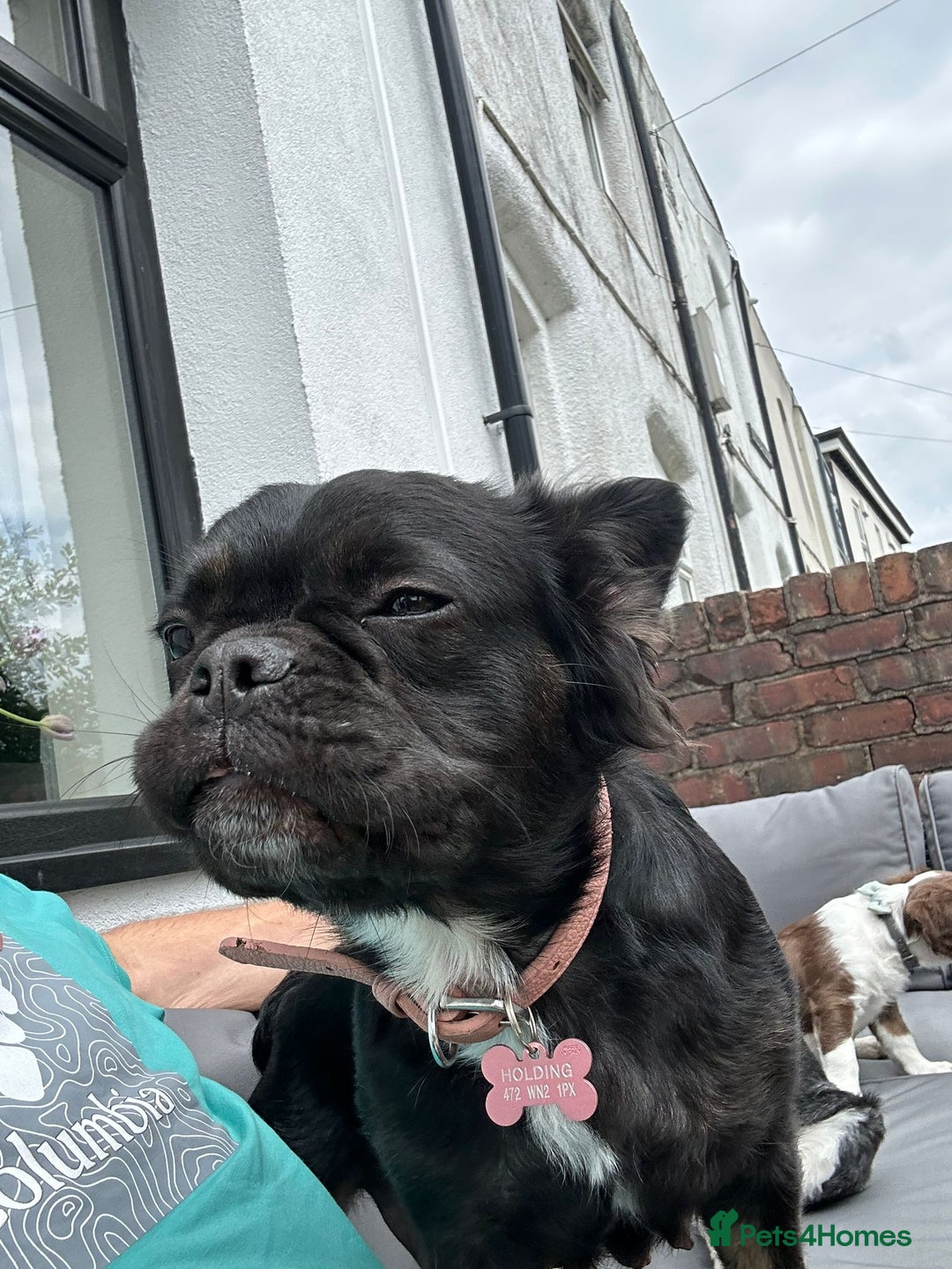 French Bulldog dogs for sale: Pedigree fluffy frenchie  - Image 1