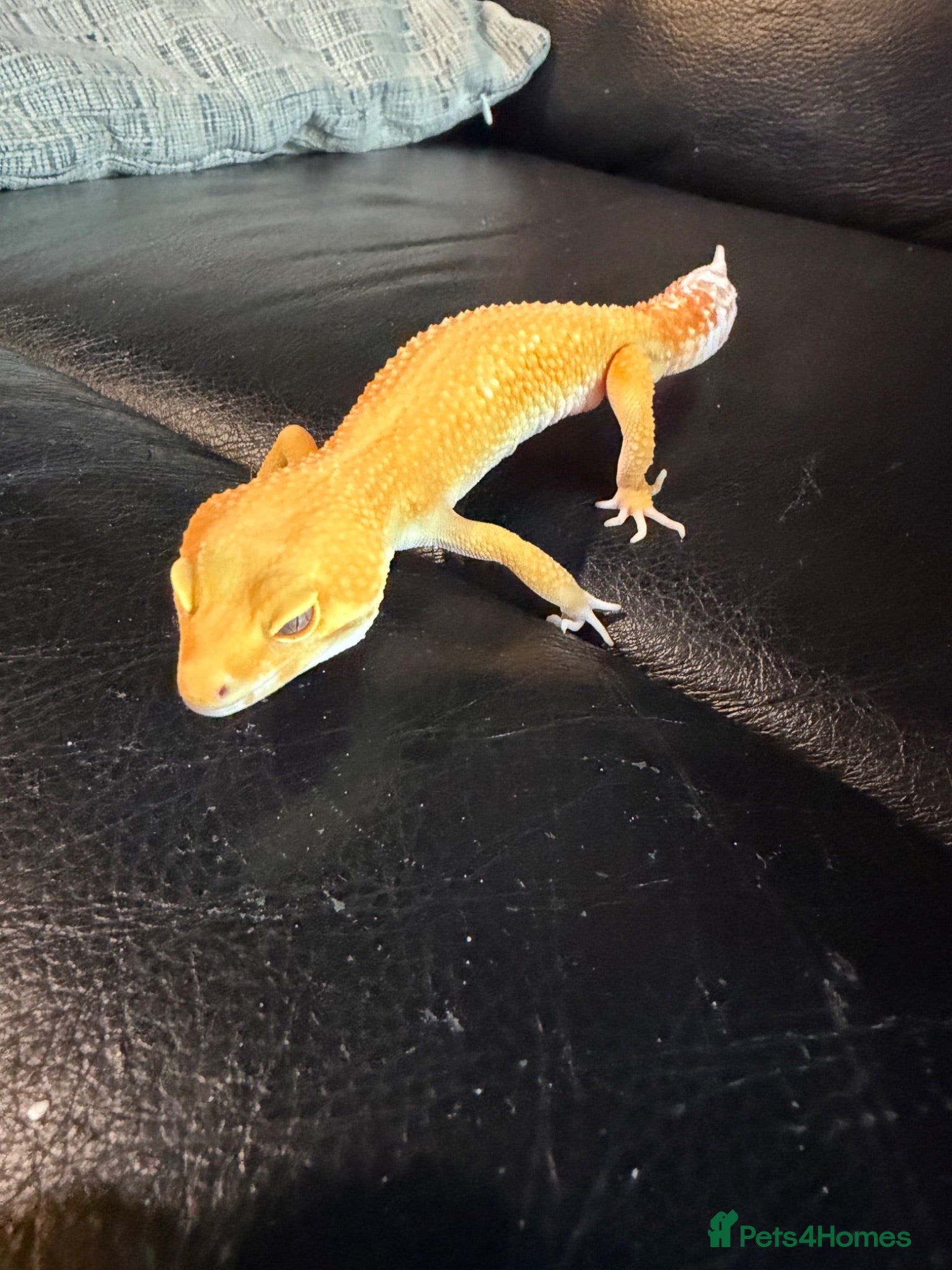 Leopard Gecko reptiles Leopard gecko  - Advert 2