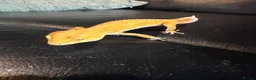 Leopard Gecko reptiles for sale: Leopard gecko  - Advert 2