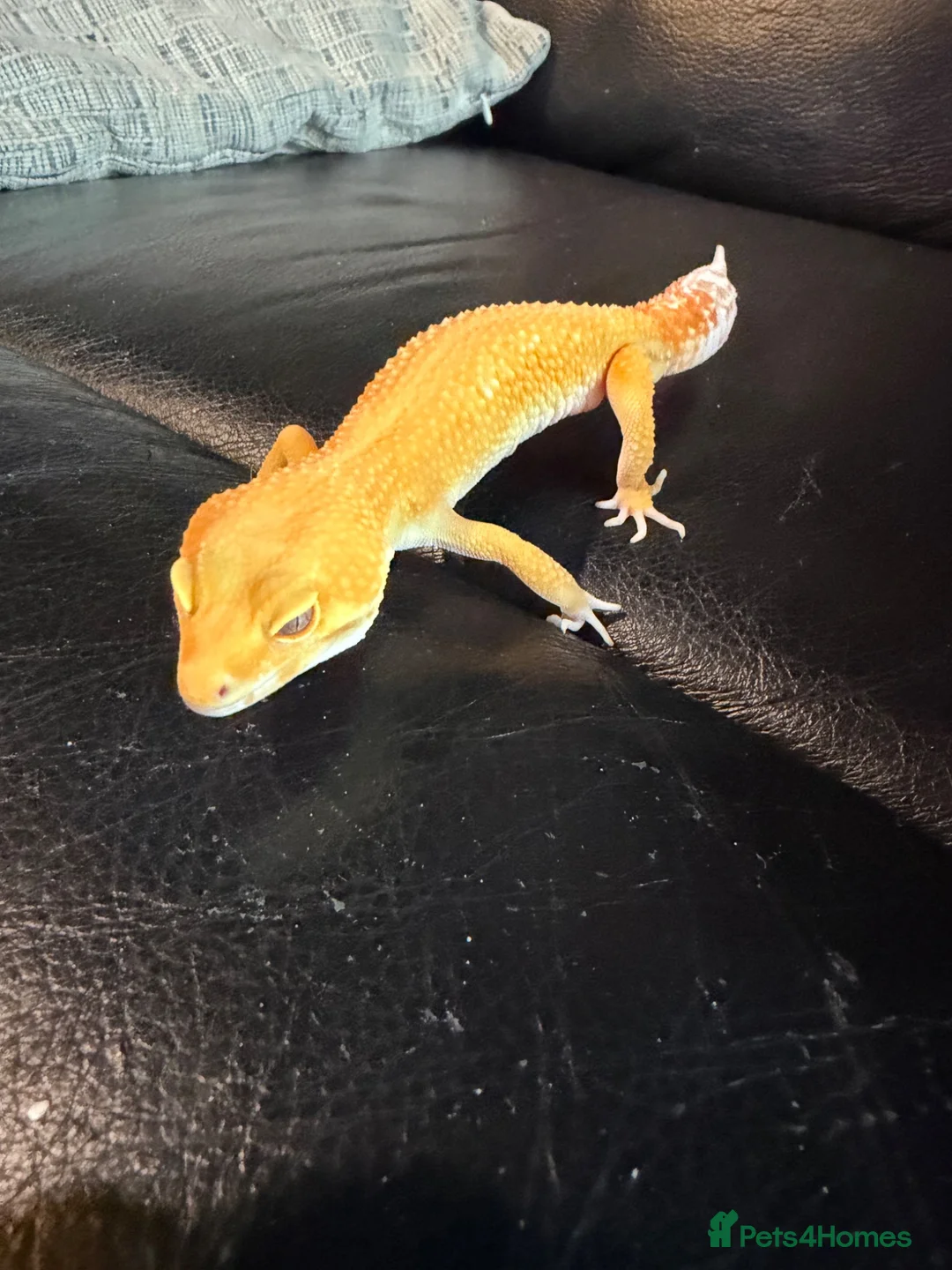 Leopard Gecko reptiles for sale: Leopard gecko  - Advert 2