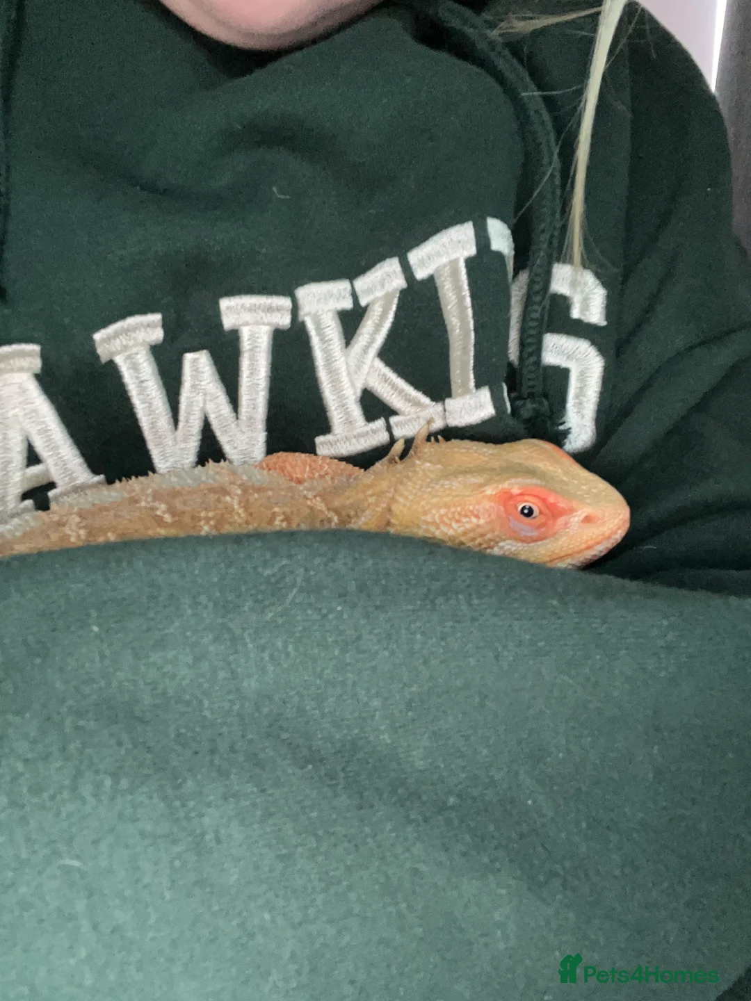 Bearded Dragon reptiles for sale: Bearded dragon cage and all the things you need - Advert 3