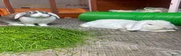French Lop rabbits for sale: Looking to rehome my female lop rabbit - Advert 6
