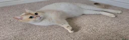 British Shorthair cats for sale: Blue eyed Golden British Shorthair female & male - Advert 27