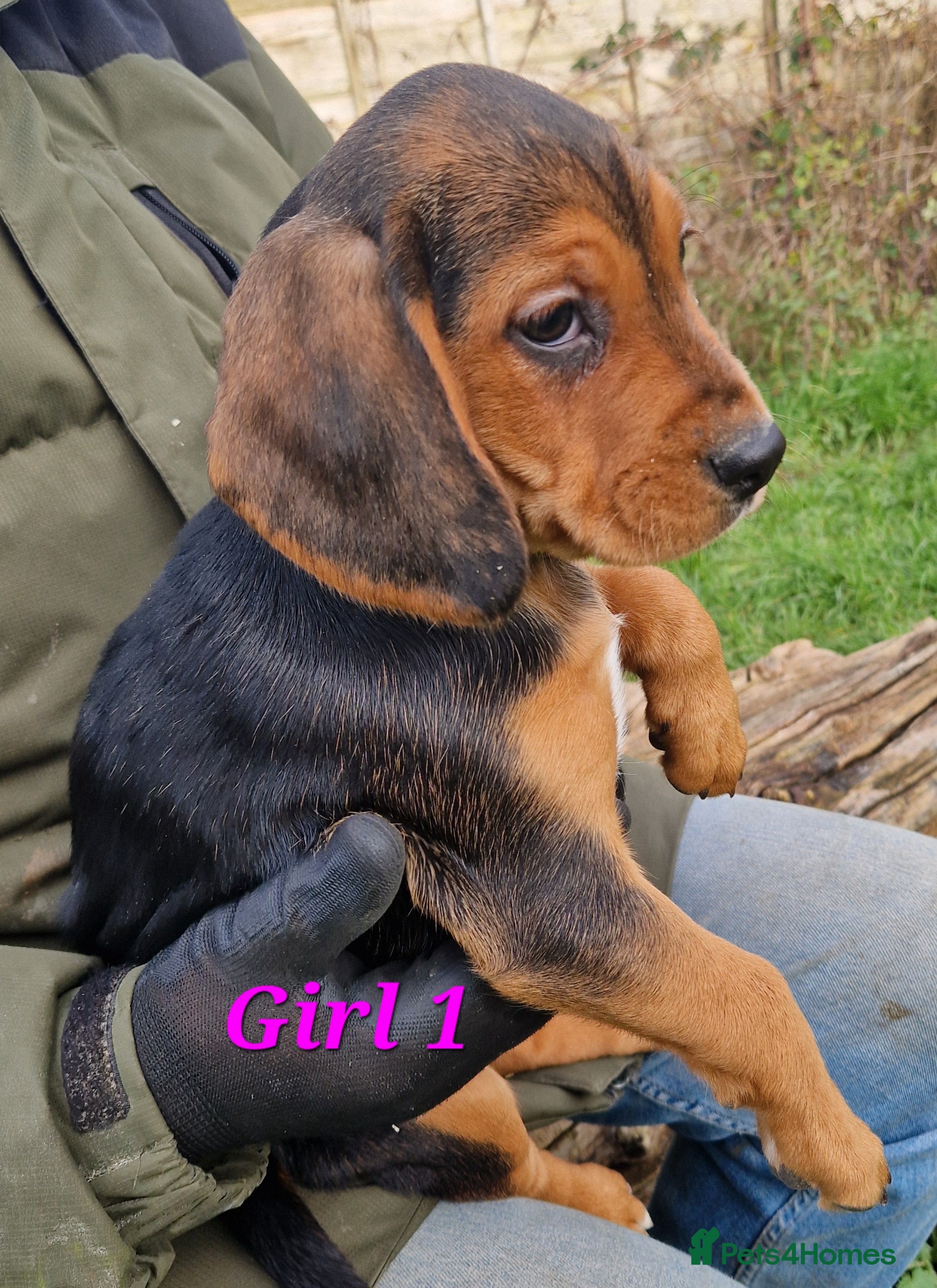 Bocker dogs Beautiful Bocker puppies - Advert 1