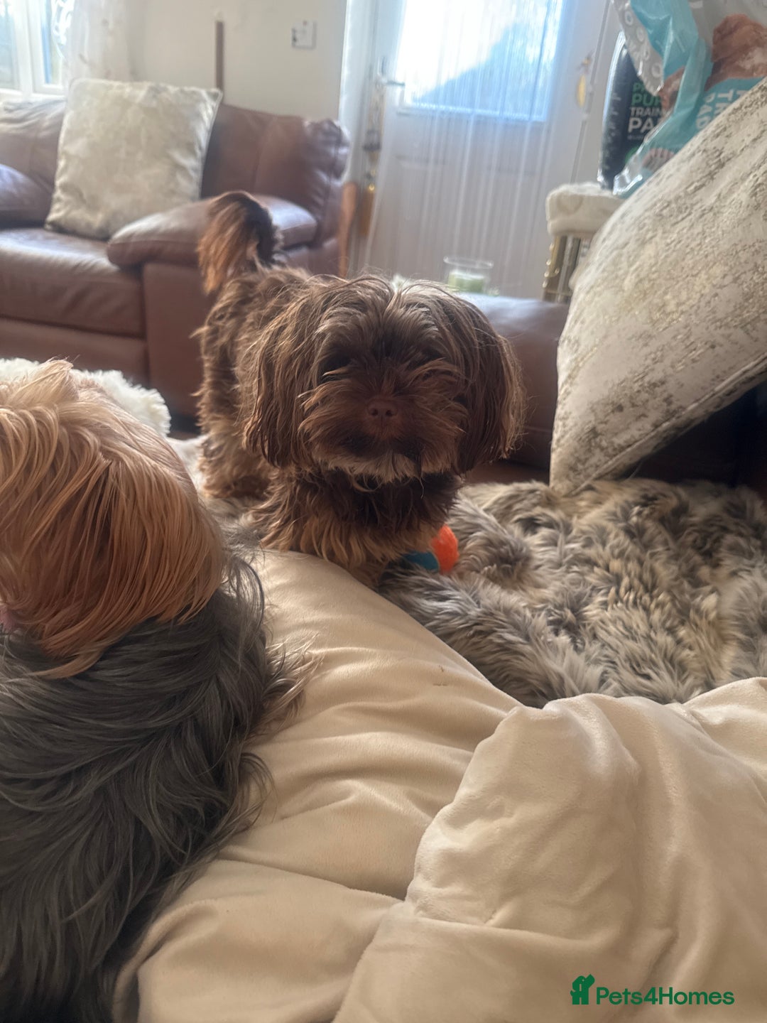 Mixed Breed dogs for sale: Viewer little girl available  - Advert 3