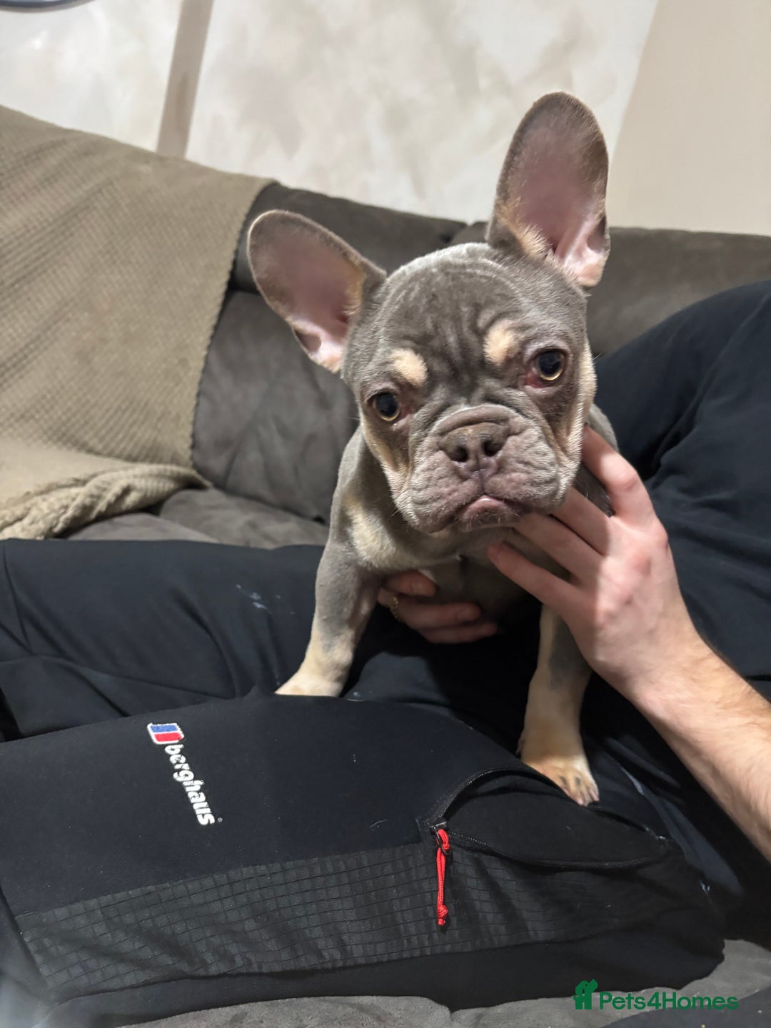French Bulldog dogs for sale: BEAUTIFUL LILAC & TAN FEMALE FRENCH BULLDOG - Advert 2