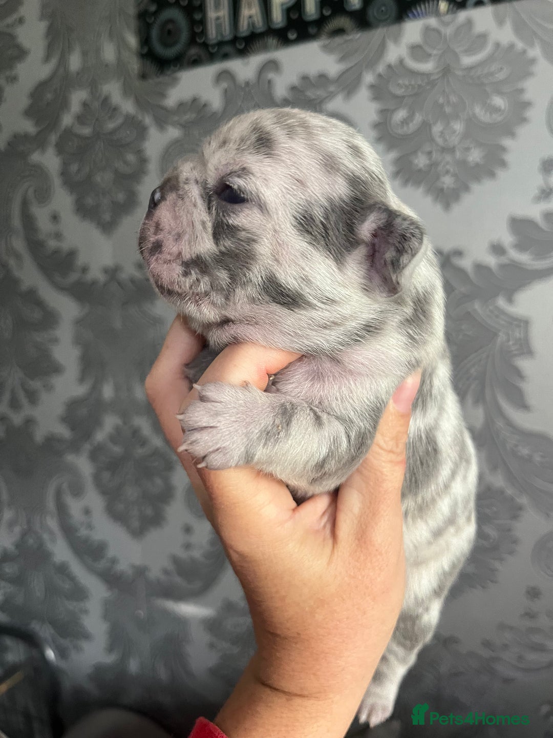 French Bulldog dogs for sale: Lilac Merle 🤍 - Image 2