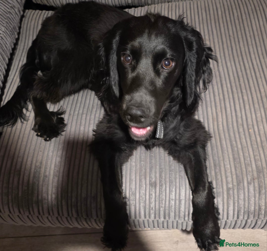 Bocker dogs for sale: Looking for a new home  - Image 2