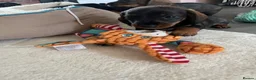 Miniature Dachshund dogs for sale: RKC Registered Miniature Wire - Haired Puppies  - Advert 6