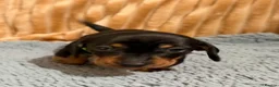 Miniature Dachshund dogs for sale: Beautiful Black & Tan Miniature Dachshund Puppies - Advert 8