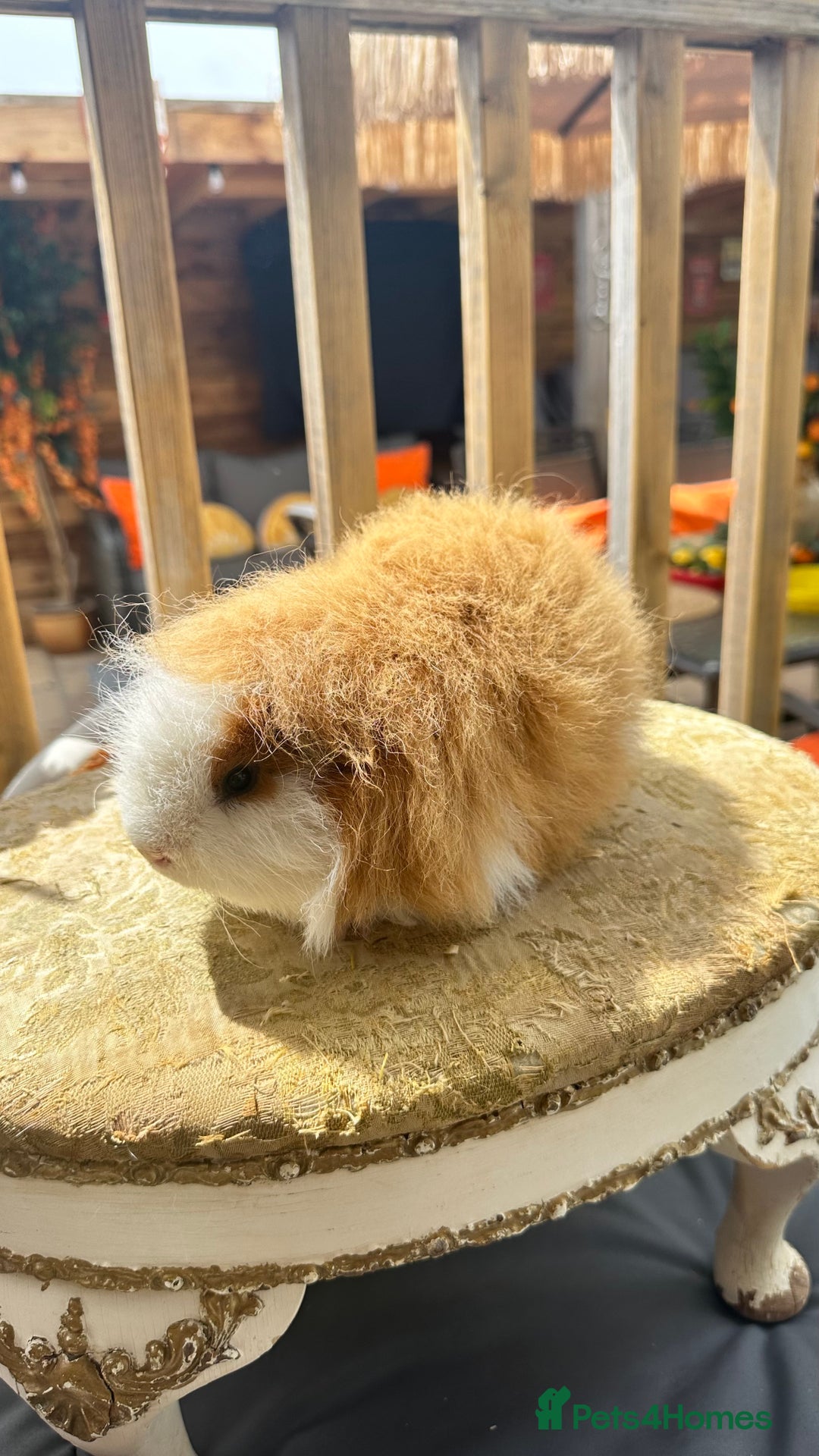 Guinea Pig rodents for sale: Swiss boar / Peruvian boar  in Wickford - Image 7