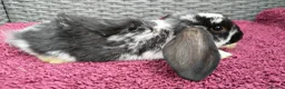 Mini Lop rabbits for sale: Cute French x Mini Lop Ready to Go!!! - Advert 3
