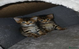 Mixed Breed cats for sale: Beutyful bengal babies wisbech 🐈😻 - Advert 1