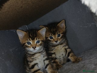 Mixed Breed cats for sale: Beutyful bengal babies wisbech 🐈😻 - Advert 1