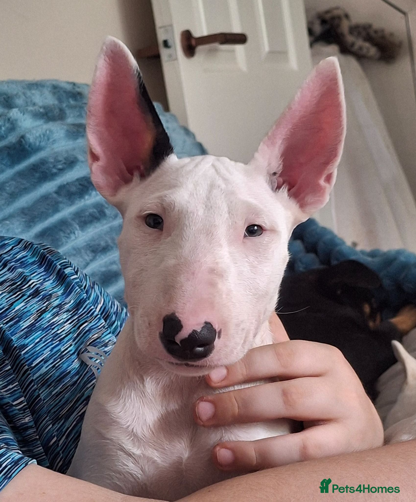 English Bull Terrier dogs Stunning english bull terrier pups - Advert 19