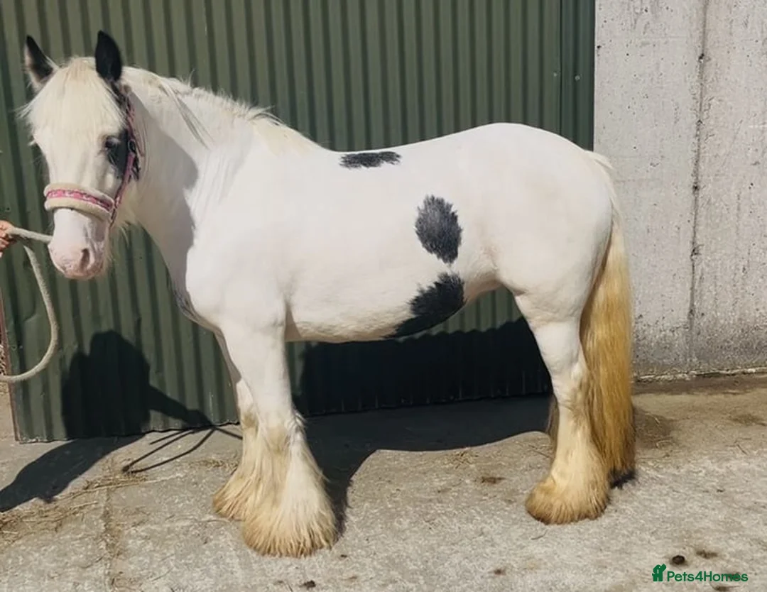 Other Breed horses for sale: Stunning Irish Cob Mare – Family & Pony Club Pony - Advert 4