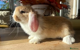 Mini Lop rabbits for sale: Friendly Mini Lops - Image 6