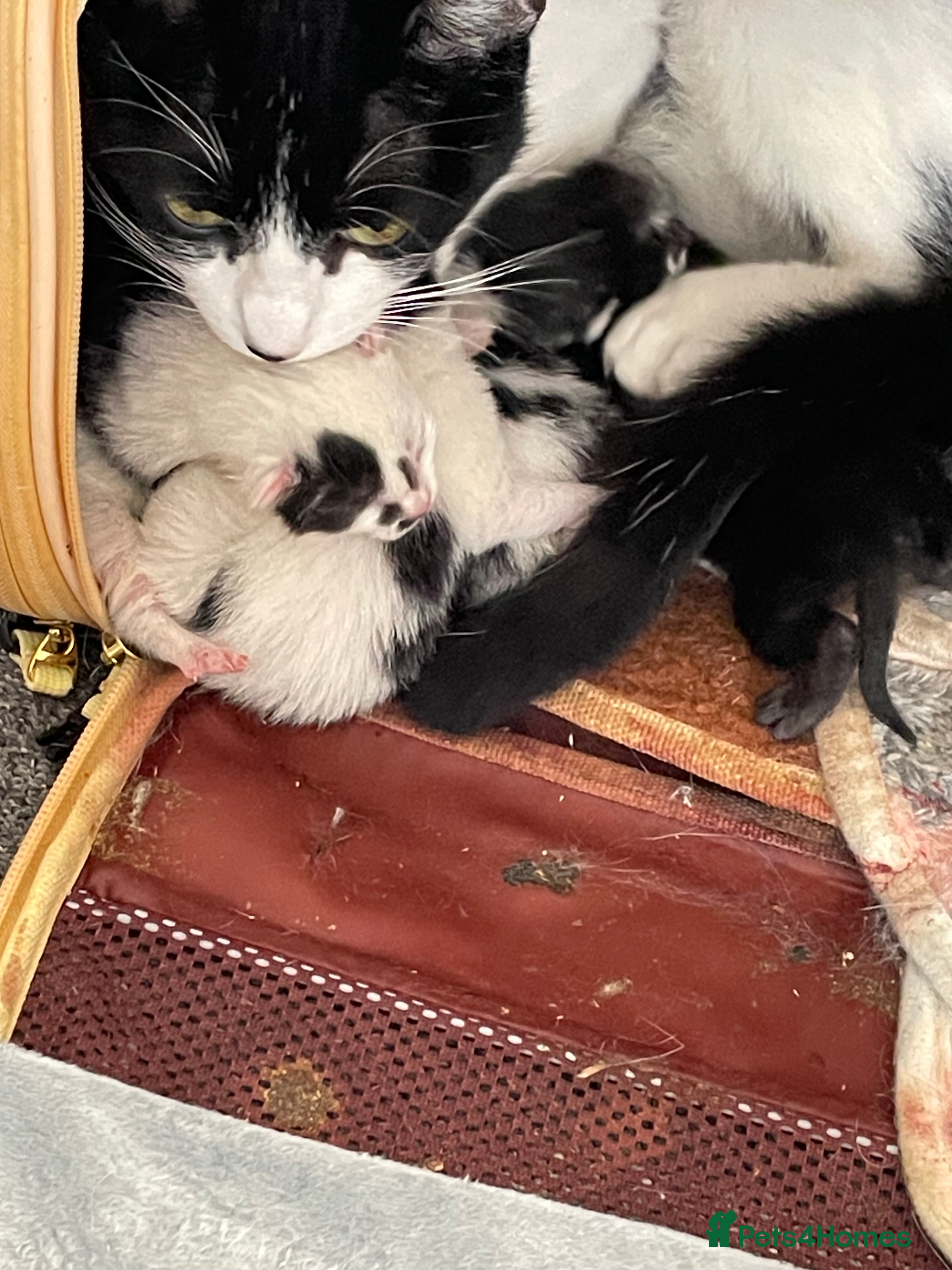 Mixed Breed cats Kittens  - Advert 3