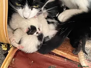 Mixed Breed cats Kittens - Advert 1