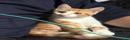 Domestic Shorthair cats for sale: 1x ginger male  - Advert 4