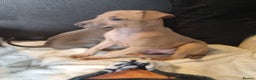 Italian Greyhound dogs for sale: Quality KC Registered Italian Greyhound puppies - Advert 9