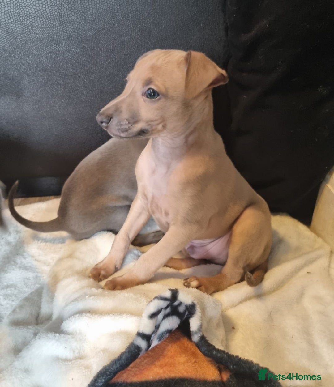 Italian Greyhound dogs for sale: Quality KC Registered Italian Greyhound puppies - Advert 9