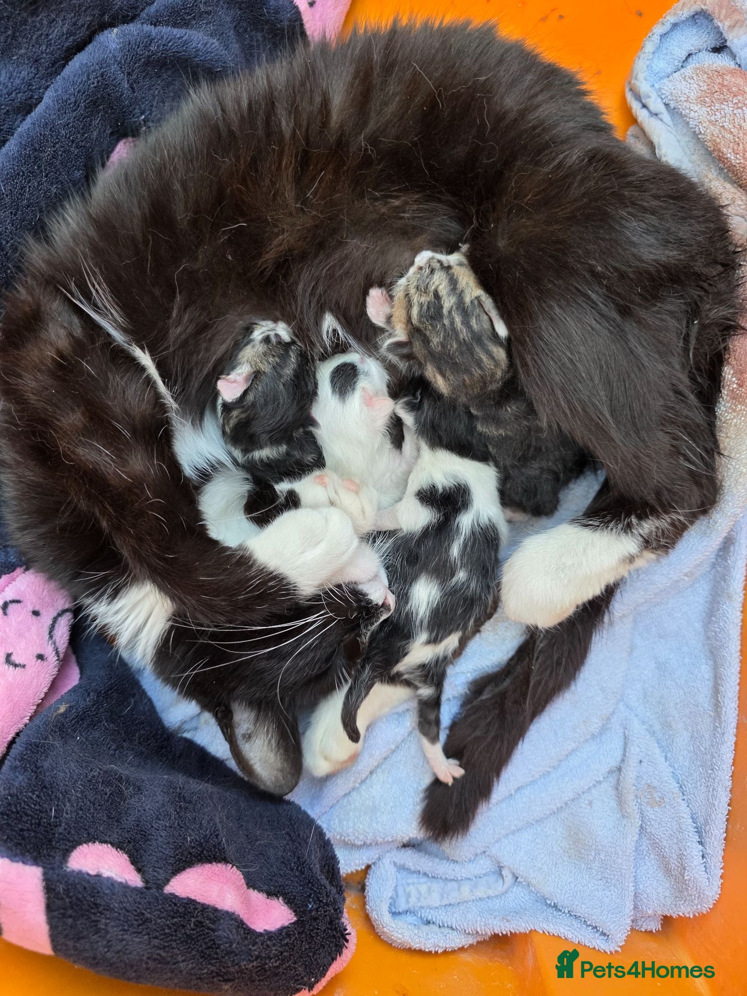 Mixed Breed cats FREE # 3 male / 1 female / Mother # FREE - Advert 7