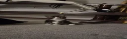 Domestic Shorthair cats for sale: 4 gorgeous female kittens - Advert 22