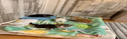 Mixed Breed cats for sale: Tabby kittens - Advert 6