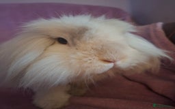 Mini Lion Lop rabbits for sale: Bonded Mother and Daughter pair - Image 2