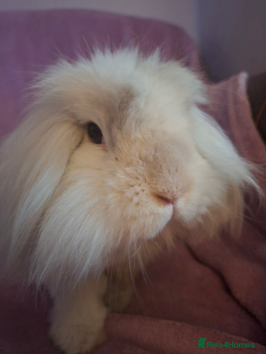 Mini Lion Lop rabbits for sale: Bonded Mother and Daughter pair - Image 2
