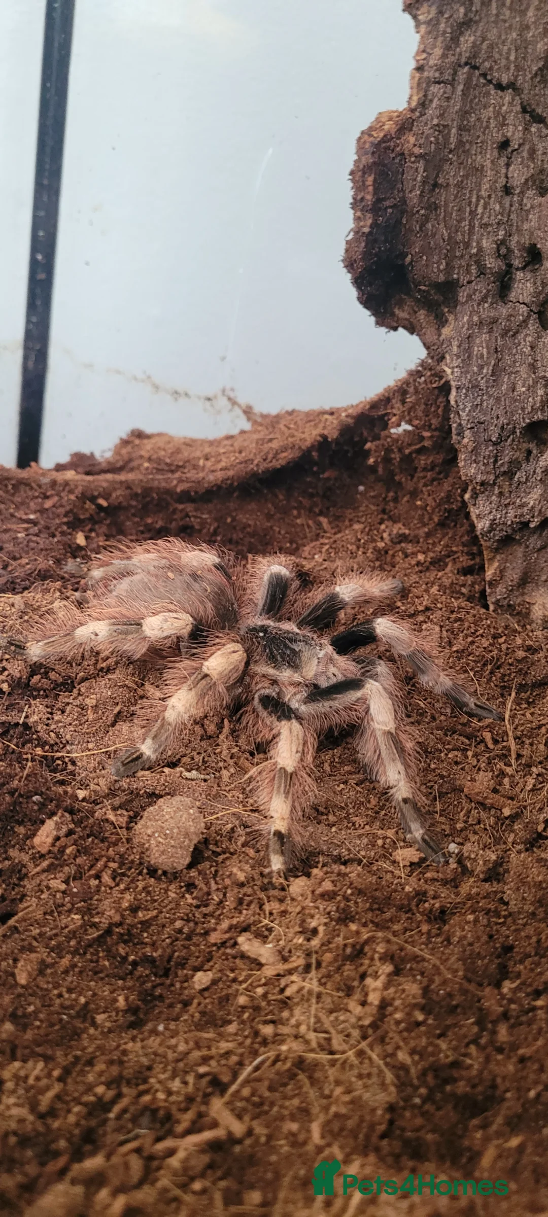 Spiders invertebrates for sale: Brazillian White Knee Tarantula in Barnsley - Advert 2