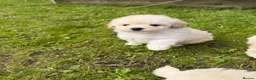 Maltipoo dogs for sale: Now ready for new homes.  - Advert 19