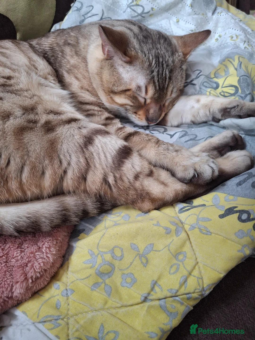 Bengal cats for sale: 2 year old male  in Willenhall - Advert 2