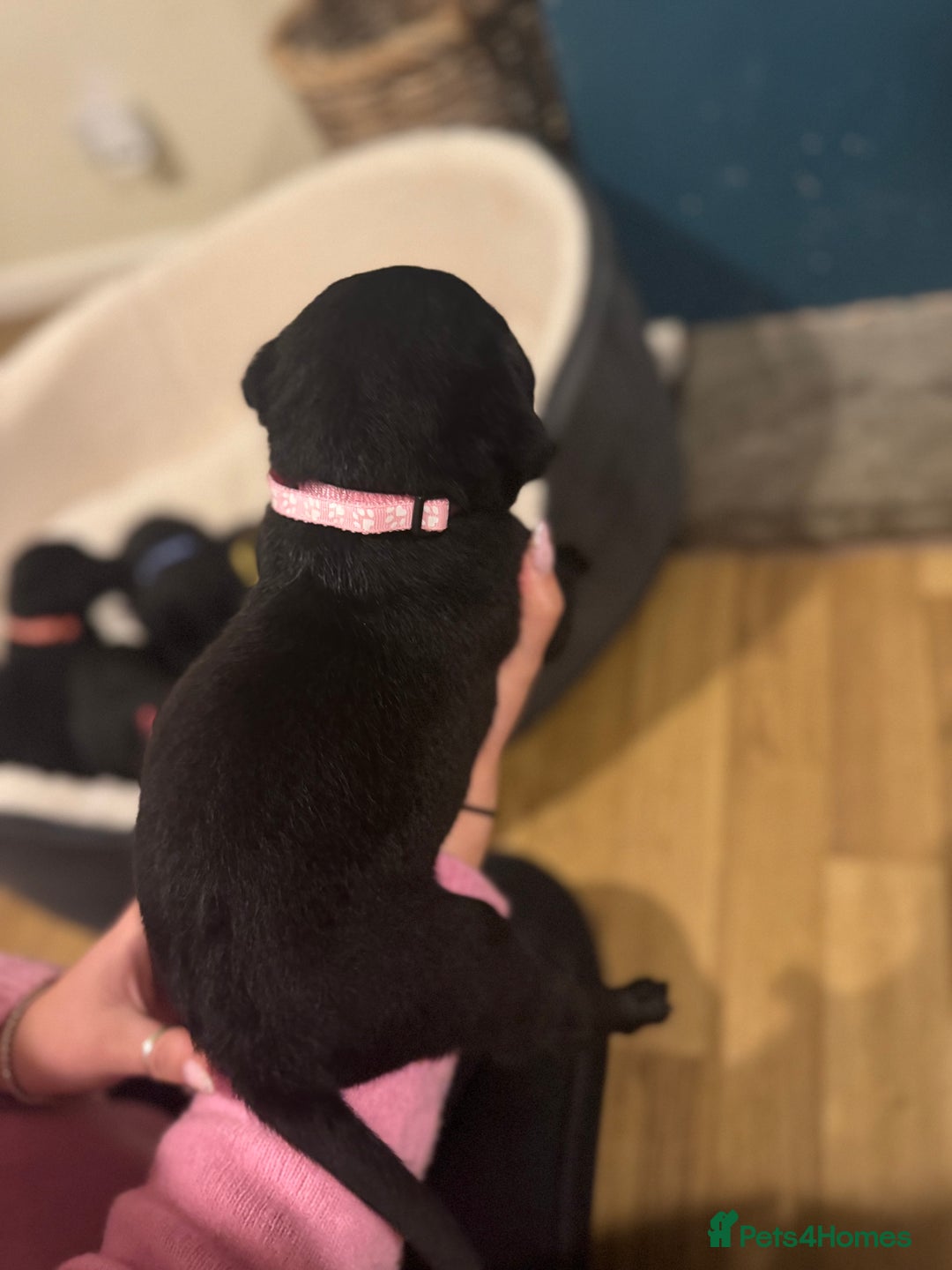 Labrador Retriever dogs for sale: Outstanding Litter of KC registered Labradors  - Image 23