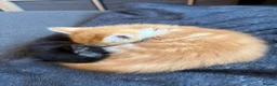 Mixed Breed cats for sale: Kitten Ginger Male Hand reared - Advert 5