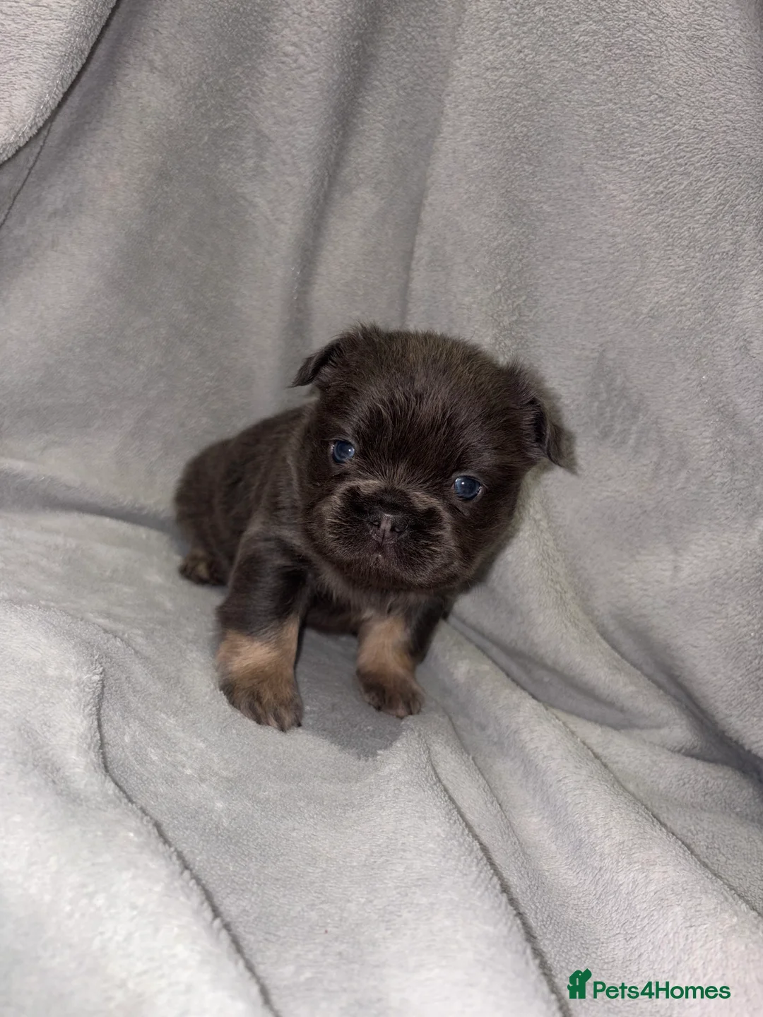 French Bulldog dogs for sale:  2 left 🇫🇷Fluffy french bulldog  - Advert 26