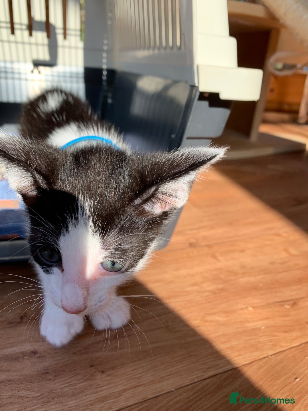 Siamese cats for sale: 2 half Siamese kittens  - Image 10