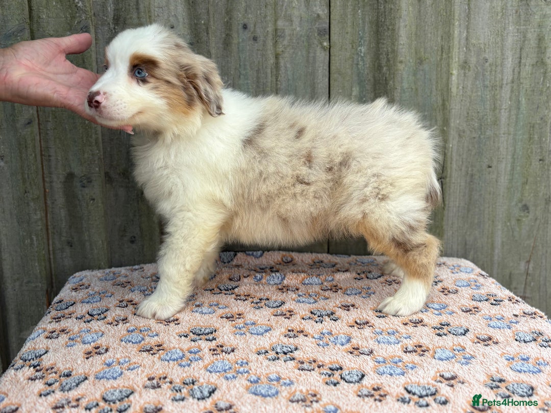 Australian Shepherd dogs for sale: Beautiful pedigree Australian Shepherd puppies - Image 6