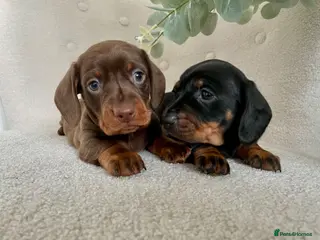 Miniature Dachshund dogs Stunning Pra Clear KC Mini Smooth Dachshunds - Advert 14