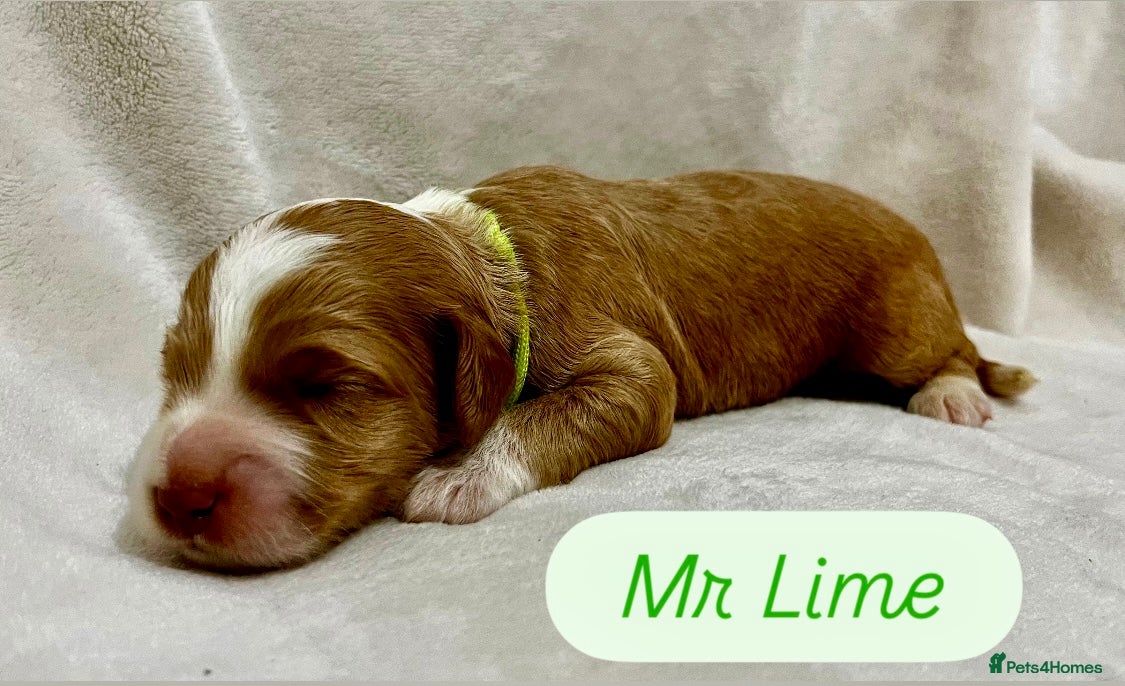 Australian Labradoodle dogs Quality Multigen Australian Labradoodle Puppies  - Advert 3